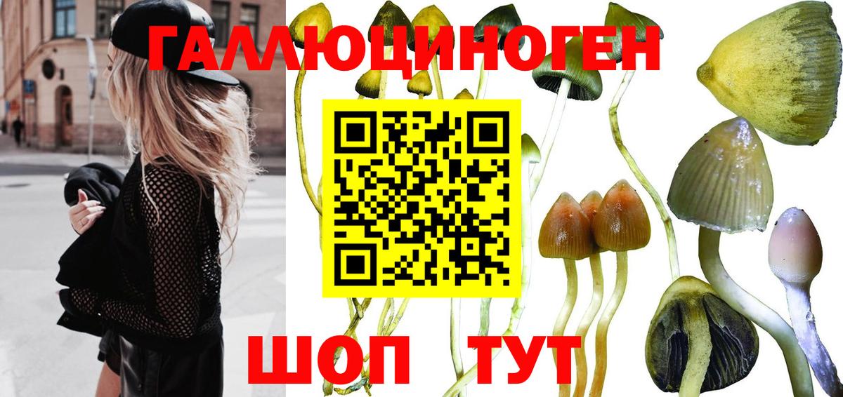 Чехов  Псилоцибиновые грибы Psilocybe  Вход с VPN  Галлюциногенные грибы Psilocybe 
